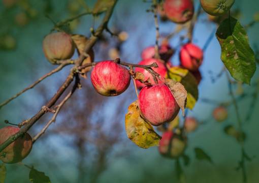 Oferta puieți pomi fructiferi